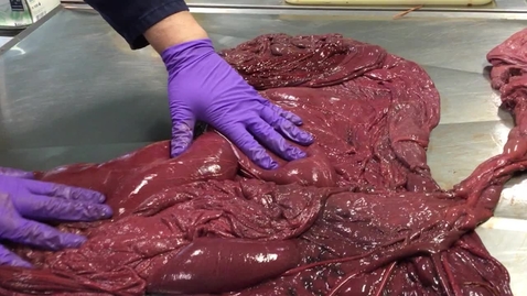 Thumbnail for Equine placenta
