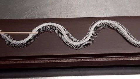 Thumbnail for Axial skeleton of the snake: Ribs