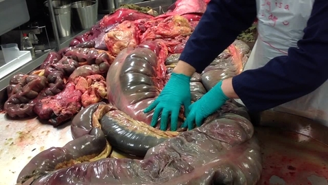 Thumbnail for Anatomy of the gastrointestinal tract in the horse: Ascending colon