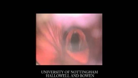 Thumbnail for Overground URT endoscopy in the dynamic horse