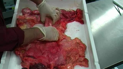 Thumbnail for Reproductive anatomy of the mare