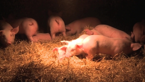 Thumbnail for Cleaning and disinfecting the farm