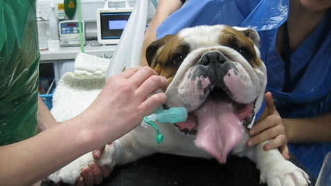 Thumbnail for Brachycephalic obstructing airway disease in the bulldog : Clip 2