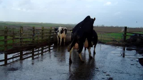 Thumbnail for entry Signs of oestrus: Bulling (mounting) in cattle