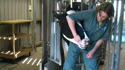 Thumbnail for Oral cavity examination in the cow