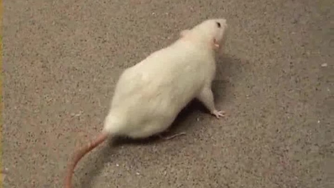 Thumbnail for Neurological examination in the rat: Circling