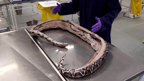 Thumbnail for Intramuscular injection in the snake: Clip 1