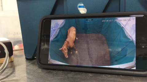 Thumbnail for Induction of anaesthesia in the horse with free drop
