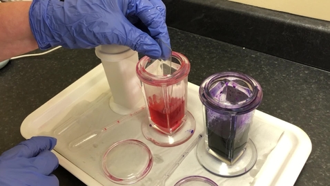 Thumbnail for Staining a tape strip with eosin and methylene blue