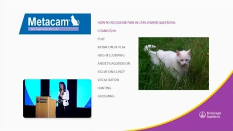 Thumbnail for Recognising pain in cats