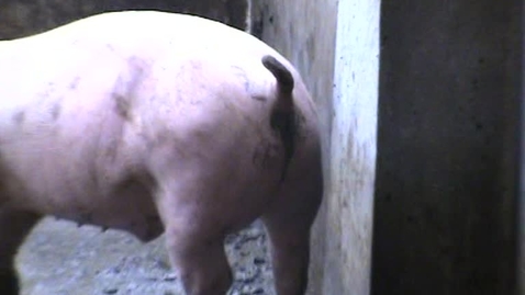Thumbnail for Ileitis in pigs