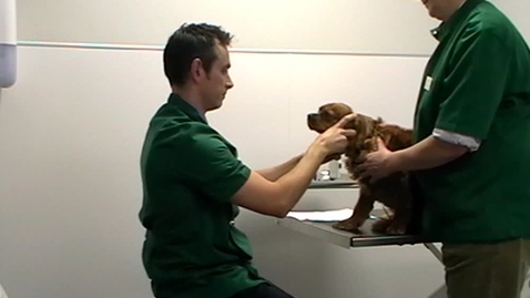 Thumbnail for Examining the eye in the dog