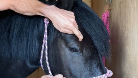 Thumbnail for Ophthalmic examination in the horse: Restraint