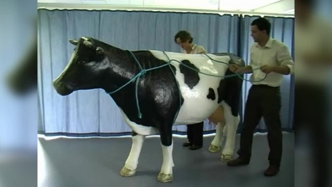 Thumbnail for Applying ropes for casting a cow: Rueff's method using a model cow