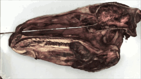 Thumbnail for entry URT endoscopy in the horse: Complications leading to epistaxis