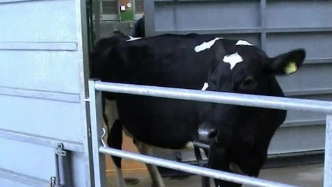 Thumbnail for The Mad Cow: BSE Clip 1