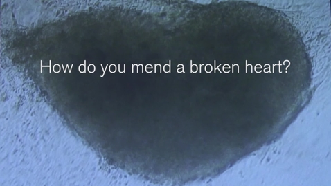 Thumbnail for Can we ever mend a broken heart?