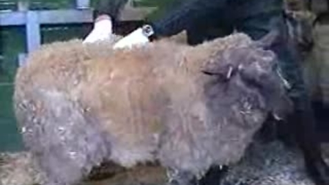 Thumbnail for The Itchy Sheep: Clip 9