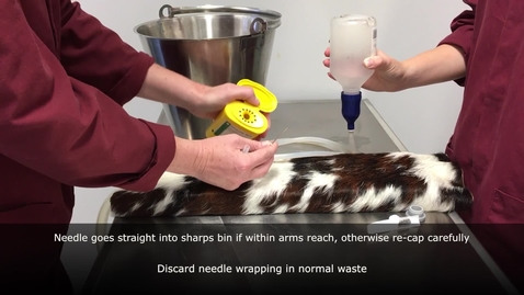 Thumbnail for Hypocalcaemia in cattle: intravenous (IV) injection practical