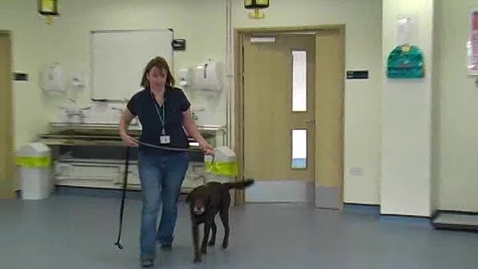 Thumbnail for Neurological examination in the dog: Obstacle test