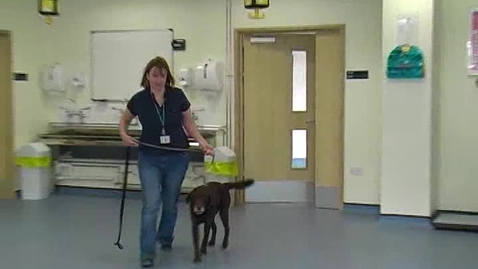 Thumbnail for entry Neurological examination in the dog: Obstacle test