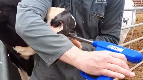 Thumbnail for Administering bolus in the cow