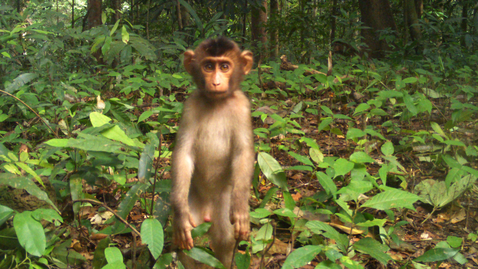 Thumbnail for Fruit gardens enhance mammal diversity  and biomass in Southeast Asian rainforest