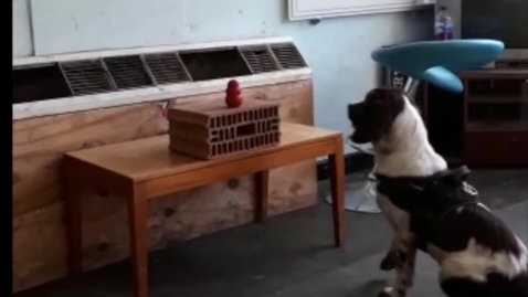 Thumbnail for Canine positive reinforcement training