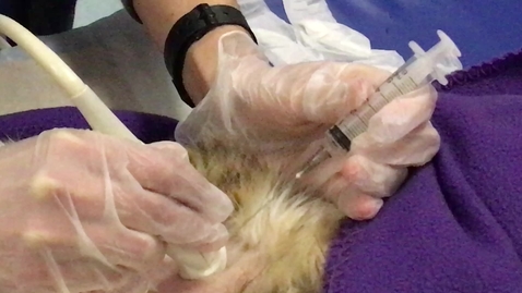 Thumbnail for Ultrasound guided cystocentesis
