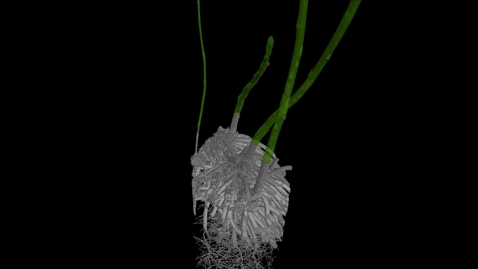 Thumbnail for UoN The Hidden Half: Asparagus