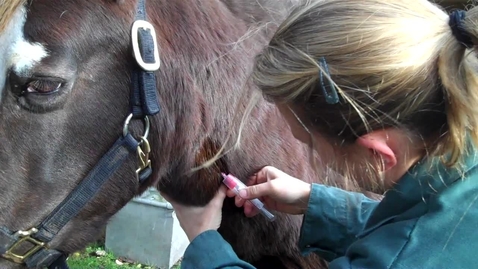 Thumbnail for Blood sampling in the horse: Dos and Don'ts