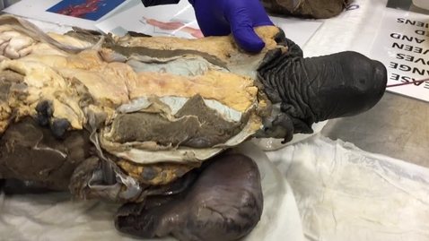 Thumbnail for Reproductive tract in the stallion