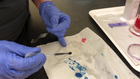 Thumbnail for Staining a tape strip with methylene blue only