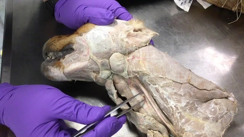 Thumbnail for Thyroid and parathyroid glands of the dog
