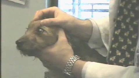 Thumbnail for Neurological examination in the dog: Oculovestibular response