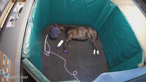 Thumbnail for Mediocre equine recovery