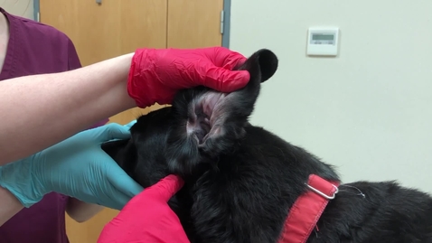 Thumbnail for Performing an otoscopic exam in the dog