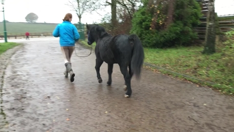 Thumbnail for entry Gait analysis of the horse: Clip 6