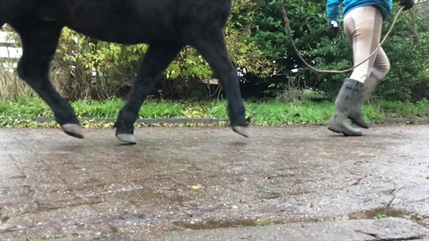 Thumbnail for Equine gait: Cranial and caudal phase of stride