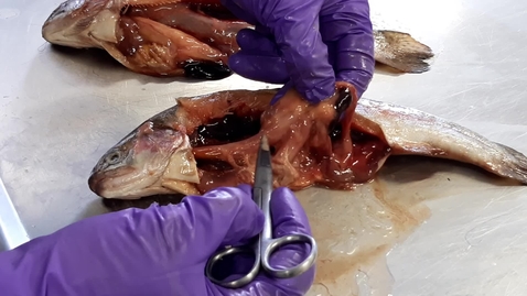 Thumbnail for Anatomy of the gastrointestinal tract in the fish: Oesophagus and stomach