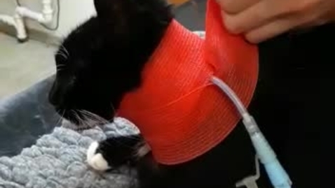Thumbnail for Bandaging an O-tube in place