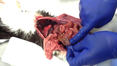 Thumbnail for Anatomy of the gastrointestinal tract in the cat: Large colon