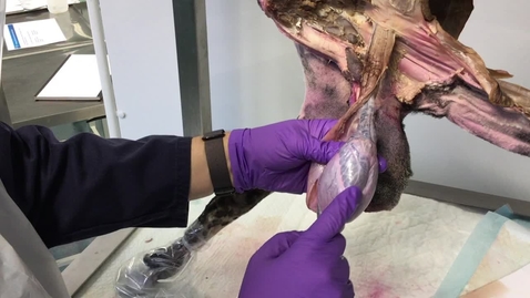 Thumbnail for Anatomy of the testis in the ram