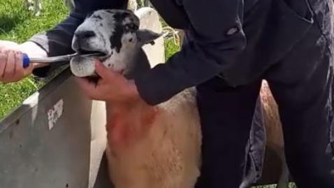 Thumbnail for Administering bolus in the sheep