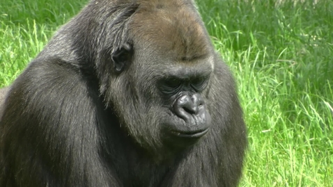 Thumbnail for Ape Heart Project - Twycross Zoo and The University of Nottingham