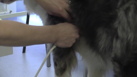 Thumbnail for Vet BLUE and TFAST examination