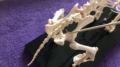 Thumbnail for Hindlimb of the dog: Pelvis
