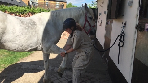 Thumbnail for entry Carpal, elbow and upper forelimb flexion test in the horse