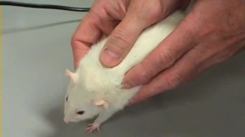 Thumbnail for Proprioceptive test of the rat: Hopping