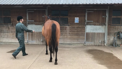 Thumbnail for Moving around a horse
